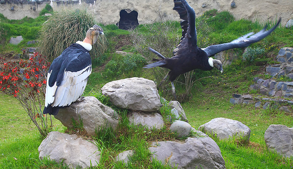 Parque El Cóndor